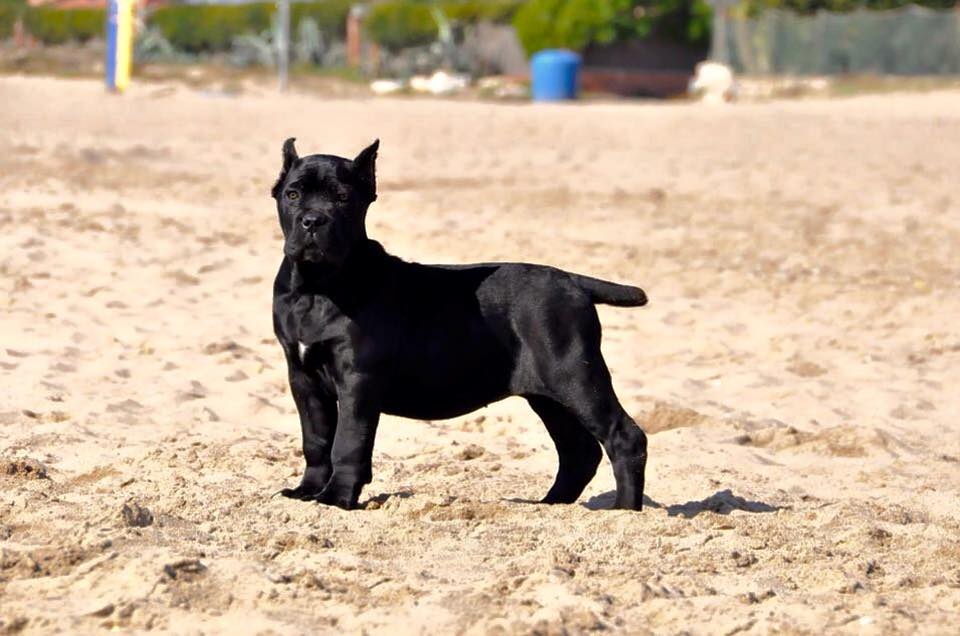 Image of Cane Corso posted on 2022-08-22 04:07:05 from Mumbai